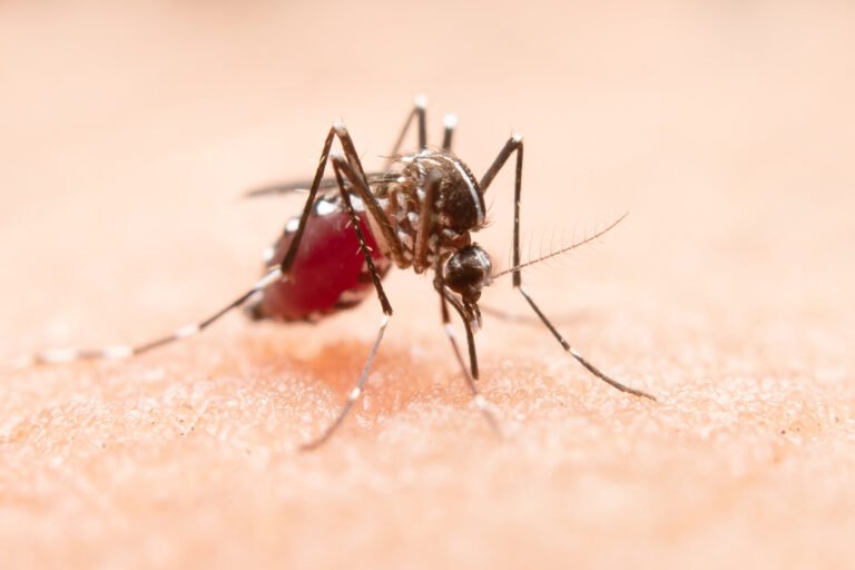 Dengue Fever: Symptoms, Prevention, and Control Measures”