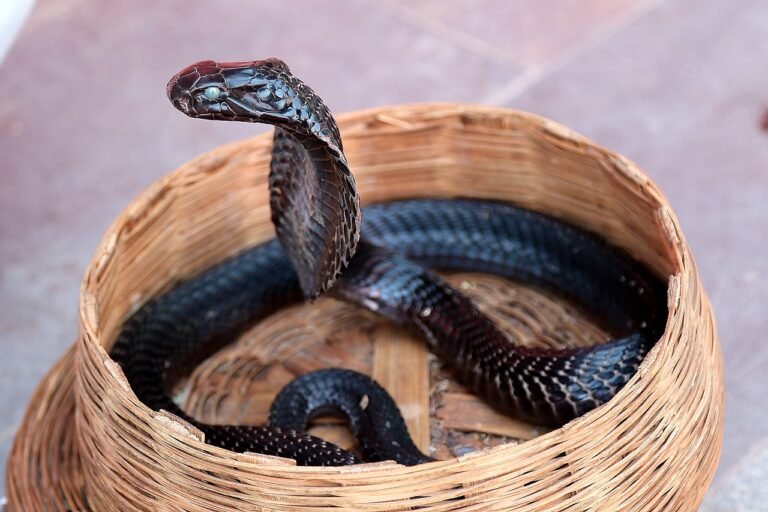 Understanding Cobra Snakebites: A Guide to Prevention, Symptoms, and Treatment